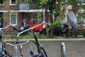 Gray Heron  with fish in its beak. Amsterdam canals background. In the foreground a bicycle. - MyVideoimage.com