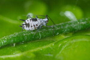 Gray aphid. Gray aphid on a leaf of a plant. Stock photos. - MyVideoimage.com | Foto stock & Video footage