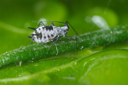 Gray aphid. Gray aphid on a leaf of a plant. Stock photos. - MyVideoimage.com | Foto stock & Video footage