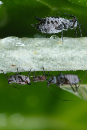 Gray aphids. Gray aphid of the stem of a plant. Stock photos. - MyVideoimage.com | Foto stock & Video footage