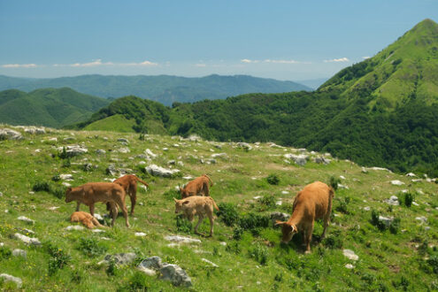 Grazing calves. Calves on a green meadow in the mountains of Tuscany.  Stock photos. - MyVideoimage.com | Foto stock & Video footage