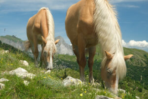 Grazing horses. Horses grazing in the mountains of Tuscany. Stock photos. - MyVideoimage.com | Foto stock & Video footage