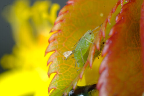 Green aphid. Green aphid on a small leaf of a rose. Stock photos. - MyVideoimage.com | Foto stock & Video footage