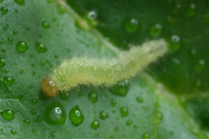 Green caterpillar. Small green caterpillar walks on a leaf. Stock photos. - MyVideoimage.com | Foto stock & Video footage