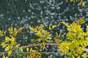 Green leaves. Pergola with climbing plant of bignonia. Green spring leaves. - MyVideoimage.com | Foto stock & Video footage