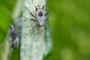 Grey aphid. Parasites on the stem of a Mediterranean plant leaf. Stock photos. - MyVideoimage.com | Foto stock & Video footage