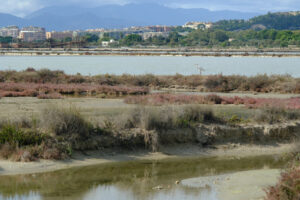 Heron in the lagoon Molentargius park with salt flats. Stock photos. - MyVideoimage.com | Foto stock & Video footage