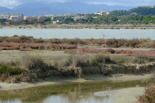 Heron in the lagoon Molentargius park with salt flats. Stock photos. - MyVideoimage.com | Foto stock & Video footage