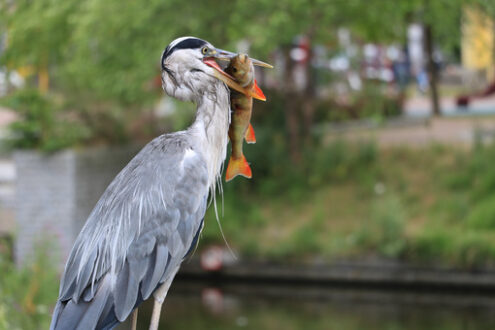 Heron with fish. Gray Heron  with fish in its beak. Amsterdam canals background. - MyVideoimage.com | Foto stock & Video footage