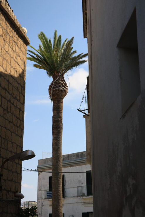 High palm plant within the walls of a narrow street on the Island of Ischia, near Naples. - MyVideoimage.com | Foto stock & Video footage