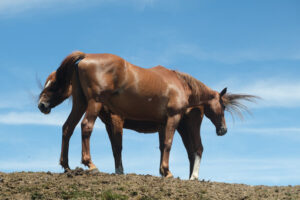 Horses and blue sky. Horses on top of the mountain with blue sky background. Stock photos. - MyVideoimage.com | Foto stock & Video footage