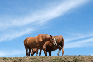 Horses and sky. Horses on top of the mountain with blue sky background. Stock photos. - MyVideoimage.com | Foto stock & Video footage