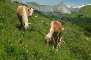 Horses grazing in the mountains of Tuscany. On Monte Matanna in the Apuan Alps. - MyVideoimage.com | Foto stock & Video footage