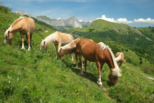 Horses grazing in the mountains of Tuscany. On Monte Matanna in the Apuan Alps. - MyVideoimage.com | Foto stock & Video footage