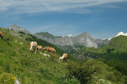 Horses grazing in the mountains of Tuscany. On Monte Matanna in the Apuan Alps. - MyVideoimage.com | Foto stock & Video footage