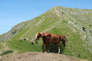 Horses in the mountains. Horses grazing in the mountains of Tuscany. Stock photos. - MyVideoimage.com | Foto stock & Video footage