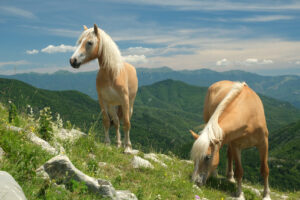 Horses in the mountains. Horses grazing in the mountains of Tuscany. Stock photos. - MyVideoimage.com | Foto stock & Video footage