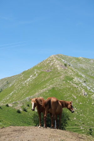 Horses on the mountains. Horses grazing in the mountains of Tuscany. Stock photos. - MyVideoimage.com | Foto stock & Video footage