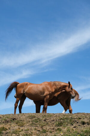 Horses under the sky. Horses on top of the mountain with blue sky background. Stock photos. - MyVideoimage.com | Foto stock & Video footage