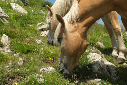 Horses. Horses grazing in the mountains of Tuscany. Stock photos. - MyVideoimage.com | Foto stock & Video footage