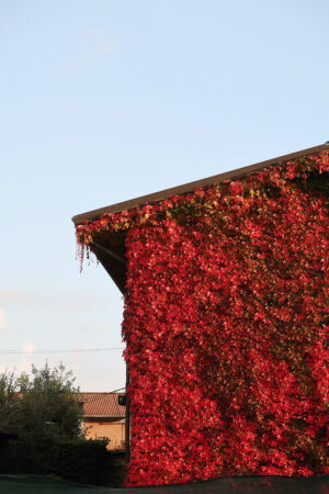 House with climbing plant. Facade of a house covered with a Canadian vine - MyVideoimage.com | Foto stock & Video footage