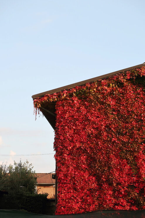 House with climbing plant. Facade of a house covered with a Canadian vine - MyVideoimage.com | Foto stock & Video footage
