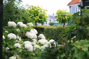 Hydrangea bush. Hydrangea bush with white flowers in a garden. In the background - MyVideoimage.com | Foto stock & Video footage