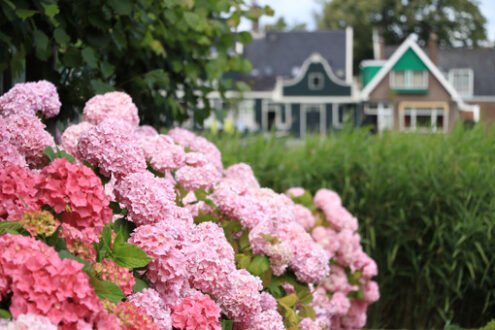 Hydrangea. Hydrangea bush with white flowers in a garden. In the background - MyVideoimage.com | Foto stock & Video footage