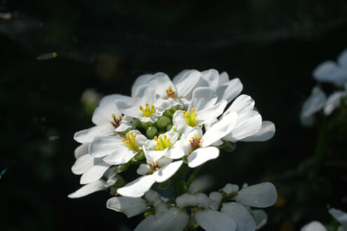 Iberis flowers. White and yellow Iberis flowers. Macro photography of a composite flower. - MyVideoimage.com | Foto stock & Video footage