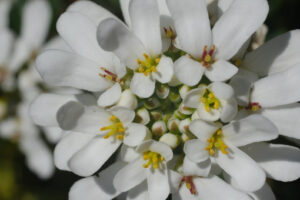 Iberis flowers. White and yellow Iberis flowers. Macro photography of a composite flower. - MyVideoimage.com | Foto stock & Video footage