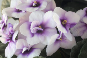 Indoor plant flowering. Macro photography of African violet flowers of white and purple color. Spring flowering of  plant. - MyVideoimage.com | Foto stock & Video footage