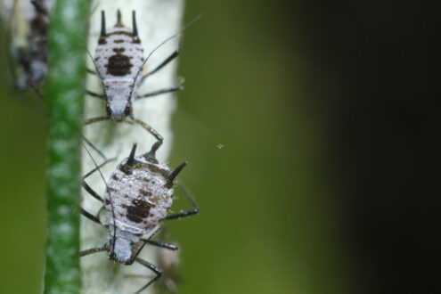 Infestazione da parassiti. Parasites on the stem of a Mediterranean plant leaf. Foto stock royalty free. - MyVideoimage.com | Foto stock & Video footage