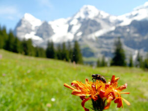 Insect on mountain flowers - MyVideoimage.com