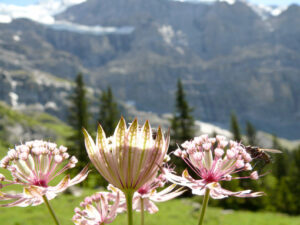 Insect on mountain flowers - MyVideoimage.com