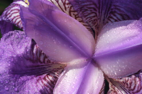 Iris flower. Purple Iris flower. Close Up of Gorgeous Spring Bloom. - MyVideoimage.com | Foto stock & Video footage