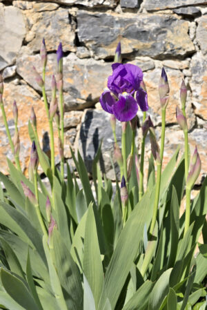 Iris flower. Purple Iris flowers. - MyVideoimage.com | Foto stock & Video footage