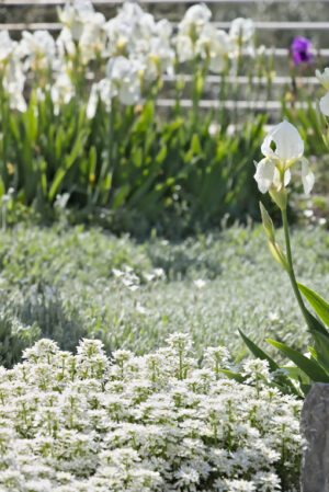 Iris flowers White irises, Iberis and Cerastium. - MyVideoimage.com | Foto stock & Video footage