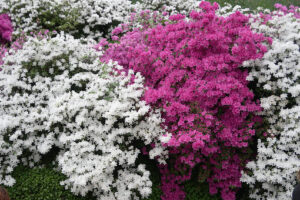 Japanese azaleas. Japanese Azalea flowers. - MyVideoimage.com | Foto stock & Video footage