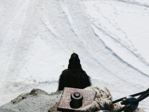 Jungfrau, Switzerland. An alpine chough - MyVideoimage.com