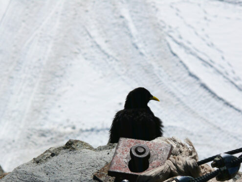 Jungfrau, Switzerland. An alpine chough - MyVideoimage.com