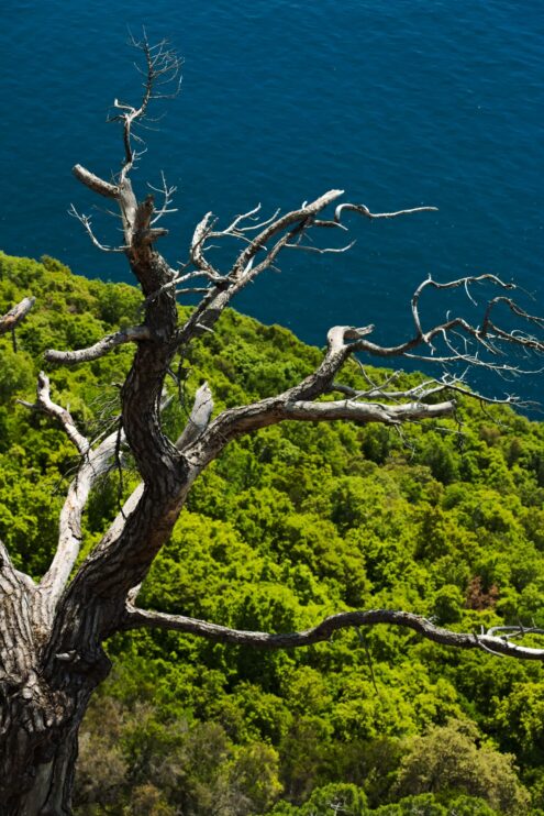 Alberi sul mare di Monterosso alle Cinque Terre in una fotografia d'arte di Paolo Grassi