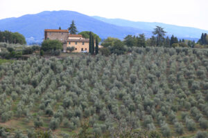 Landscape of the Chianti hills with vineyard cultivation.  Cultivation of vines and olive trees near Florence. Tuscany. - MyVideoimage.com | Foto stock & Video footage