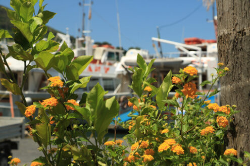 Lantana Camara and lemon plant at the Port of Ischia. In the background the anchored boats. - MyVideoimage.com