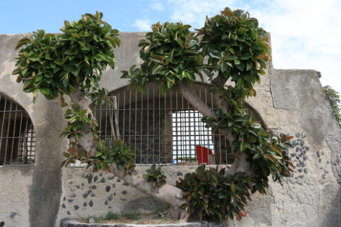 Large Ficus plant in the Mediterranean island of Ischia, near Na - MyVideoimage.com