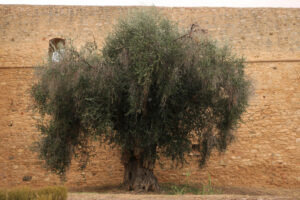 Large and ancient olive tree. In the background stone wall of the town of Magliano in Toscana. - MyVideoimage.com | Foto stock & Video footage