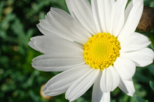 Large daisy flower. Large white and yellow daisy flower. Macro. - MyVideoimage.com | Foto stock & Video footage