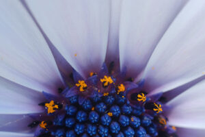 Large daisy with large petals. Detail of a flower of a large daisy with white petals. Flower macro photography. Immagini fiori - MyVideoimage.com | Foto stock & Video footage