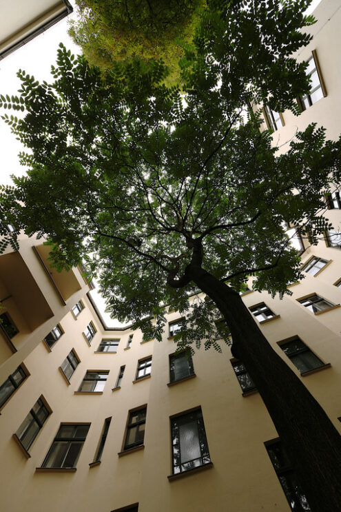 Berlin courtyard. Large tree inside a berlin courtyard