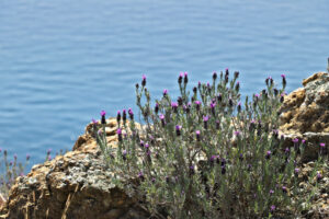 Lavandula stoechas. Cinque Terre, Liguria, Italy. A lavender bush with a sea background. - MyVideoimage.com | Foto stock & Video footage