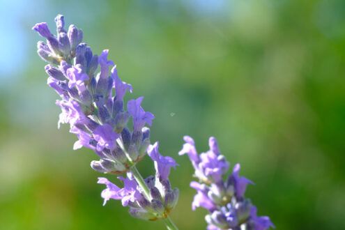 Lavender flower Purple lavender flower. Stock photos. - MyVideoimage.com | Foto stock & Video footage